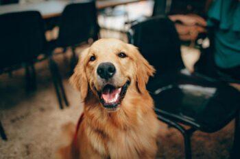 Creating a Dog-friendly Atmosphere: 6 Essential Tips Worth Following