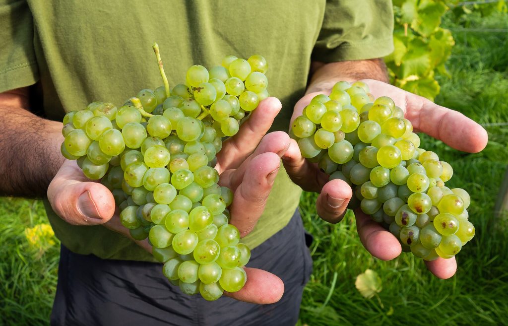 Bunches of dark Gamay grapes on the vine at harvest time