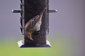 Feeding Your Feather Friends: The Greatest Online Bird Food Available