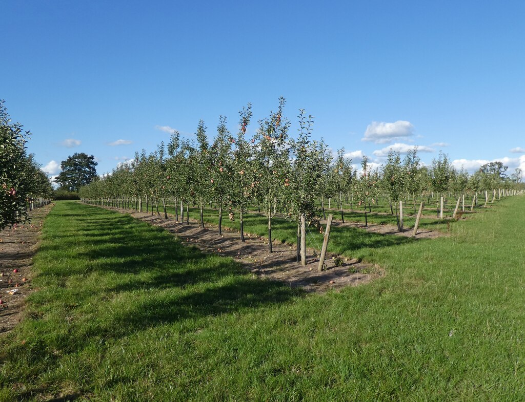 Ripe cider apples on trees in an autumn orchard