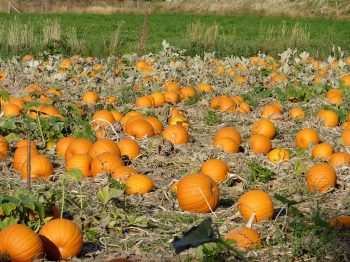 How to Manage Seasonality to Maintain Consistent Revenue For Restaurants
